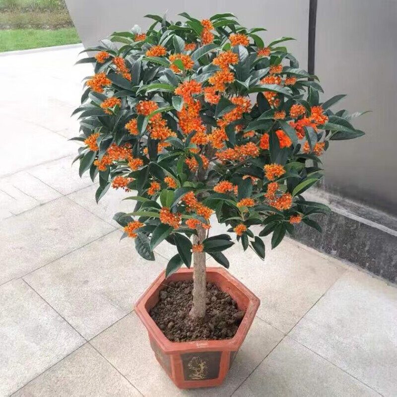 嫁接树苗四季桂大型花卉八月庭院原生金丹天香台阁沉香地盆栽 四季桂 嫁接苗2公分粗