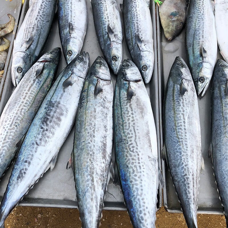 鑫鑫元青岛大鲅鱼5斤海鱼似马鲛鱼 黄金鲅生鲜鱼类海鲜 鲅鱼 5斤装