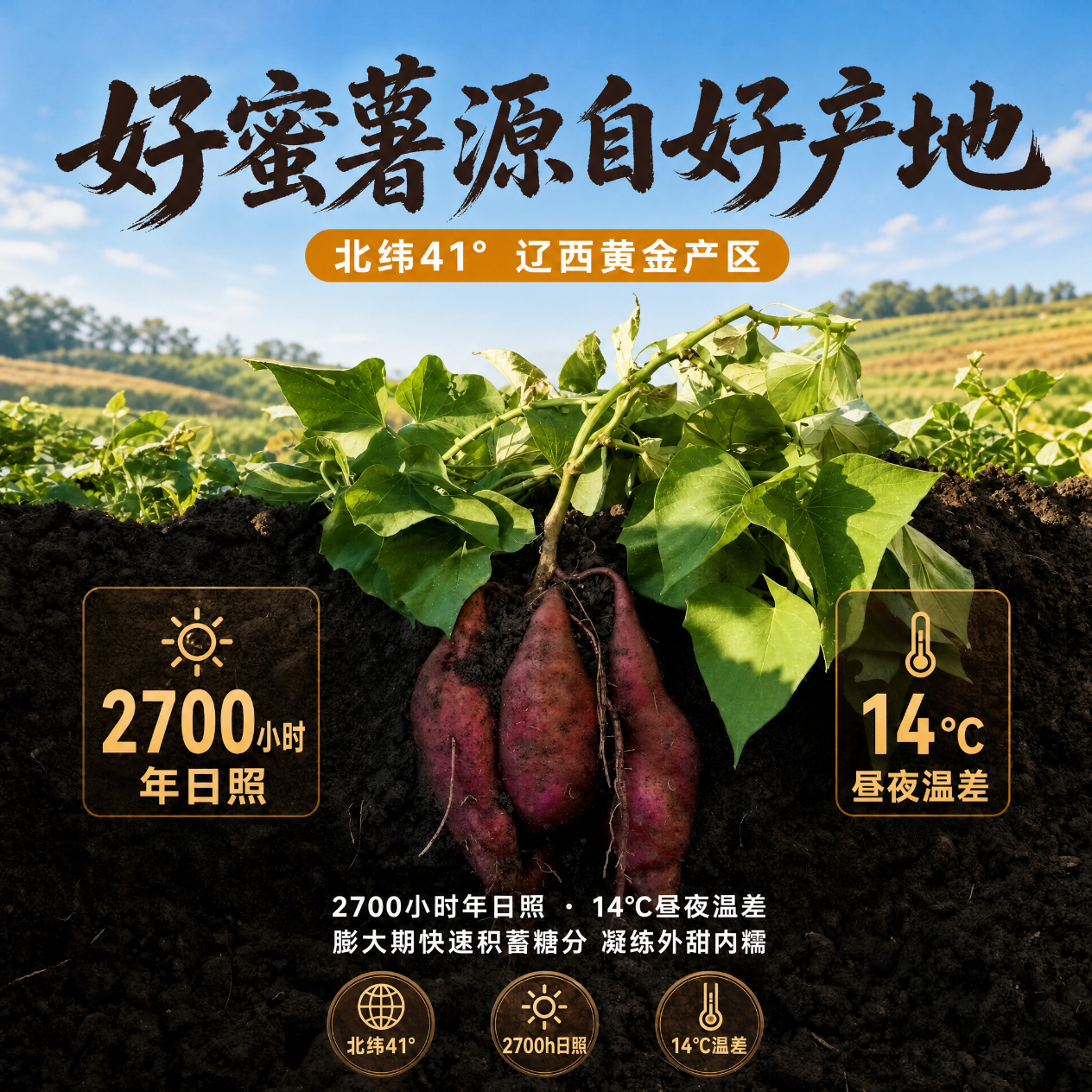 云禾青穗正宗烟薯25号新鲜糖心蜜薯沙地烟薯红薯地瓜烤薯店同薯辅食代餐 5斤【实惠装】烟薯小果(1~3两)