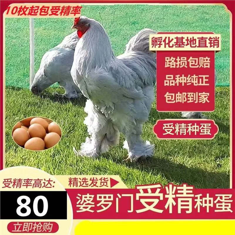 纯种婆罗门种蛋受精蛋巨型梵天鸡宠物观赏鸡纯种受精卵可孵化鸡蛋 1枚