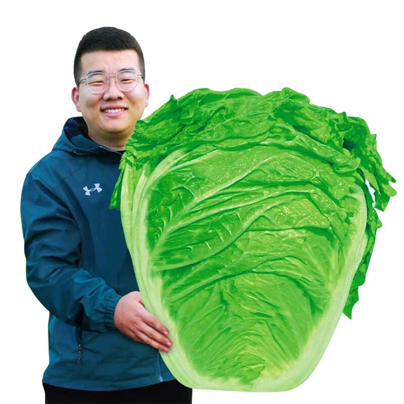 北蔬 大白菜种子山东胶州大白菜蔬菜籽 (叶多)叶多宝白菜种 10g/袋