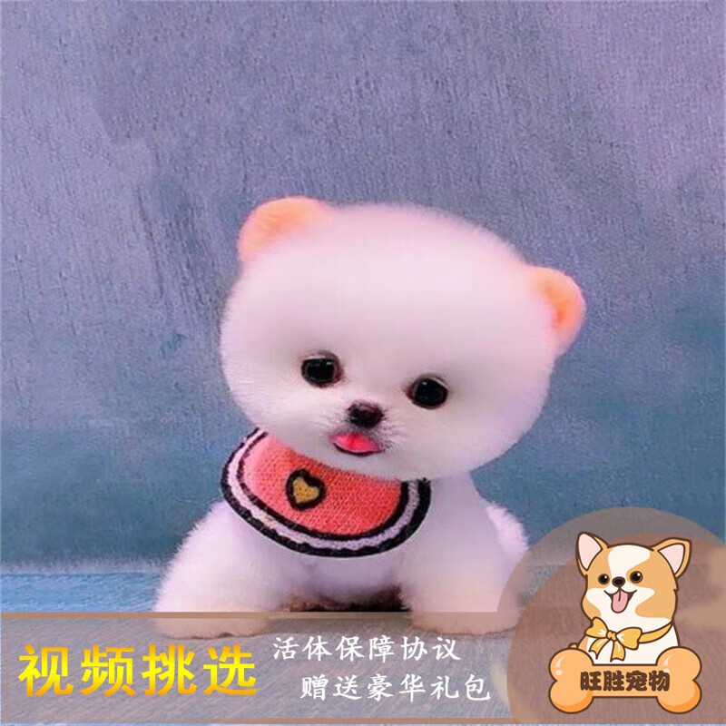 京东狗狗活体最低价查询平台|狗狗活体价格比较