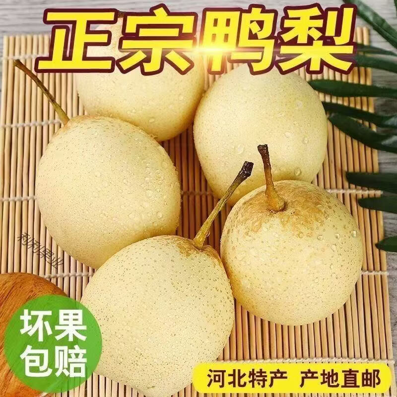 河北鸭梨千年梨乡赵县鸭梨水晶梨应季水果生鲜爆汁补水脆甜多汁 产地直发:带箱5斤(中果装)净重4.5斤