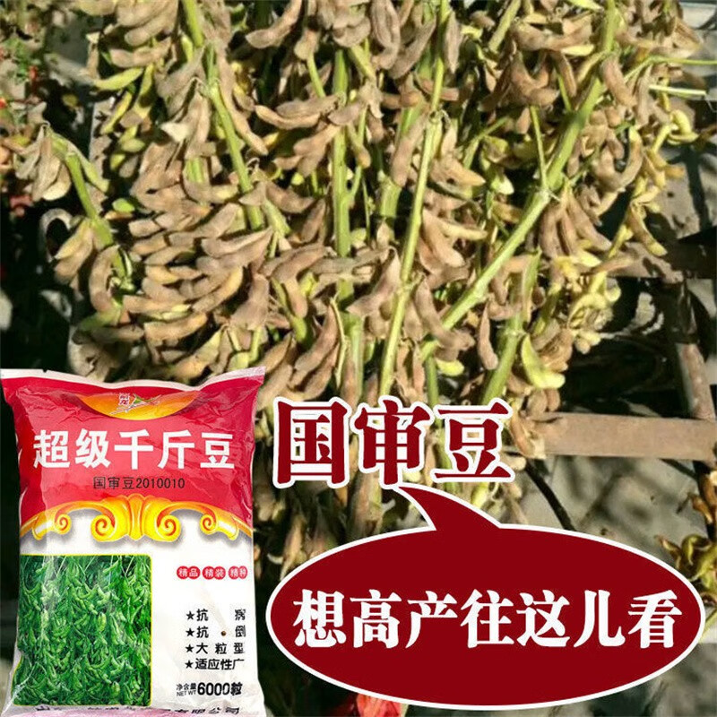 千斤豆黄豆种子早黄豆种子农家自种大豆种籽特大高产早熟抗病 千斤豆