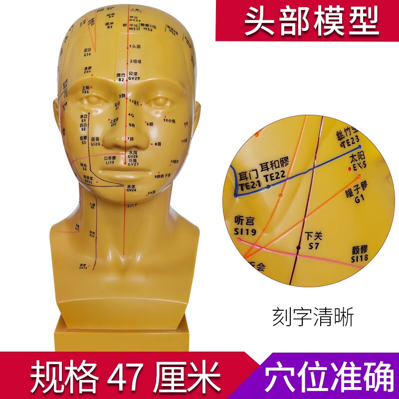 丰帆 高清头部穴位模型针灸刻字头模带穴位全脸面部假头腧穴人体按摩