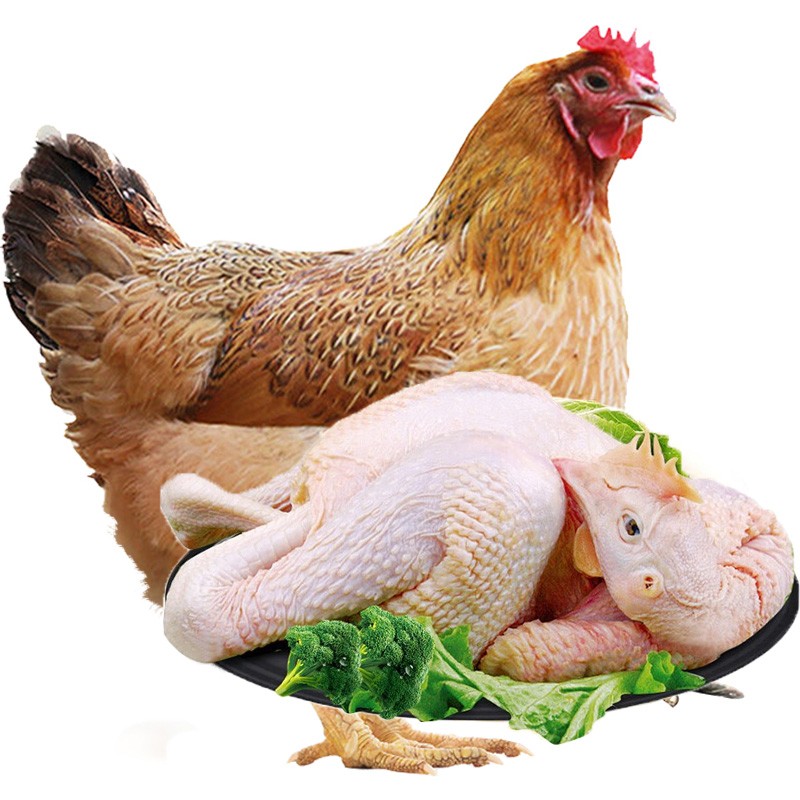 【发2只】食裁 土鸡 生鲜2年以上老母鸡农村山林走地鸡柴鸡肉杀后约1000g/只 杀前约1500g