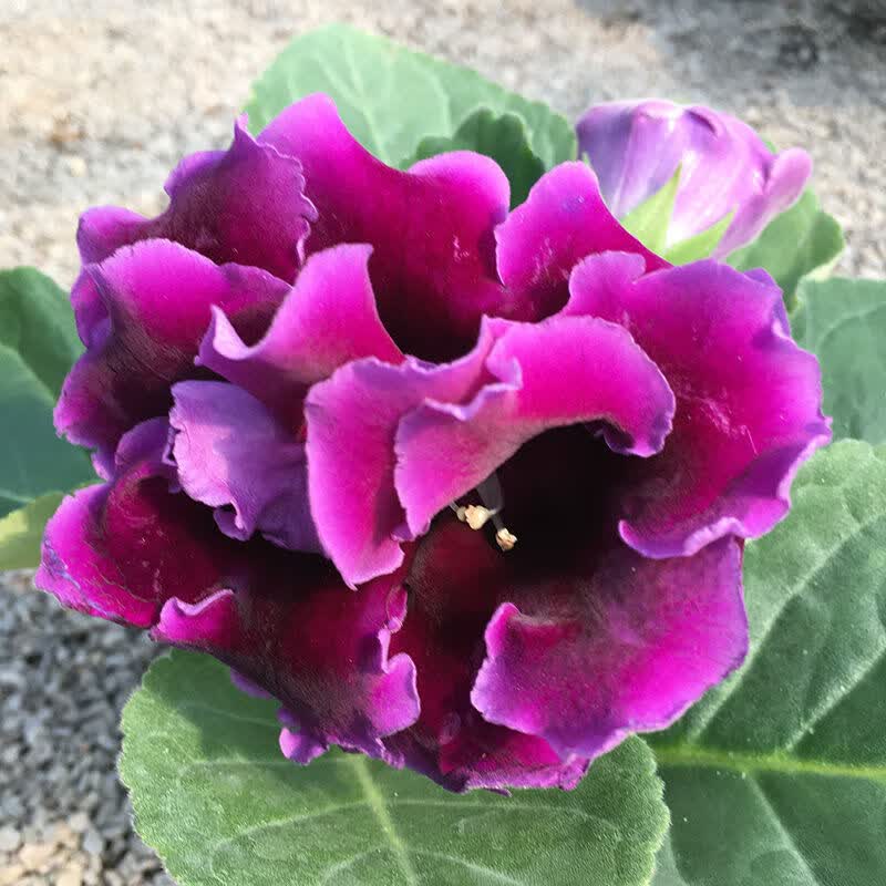 大岩桐带花苞芙蓉花重瓣大岩桐新品种四季花卉好养室内阳台盆栽 深