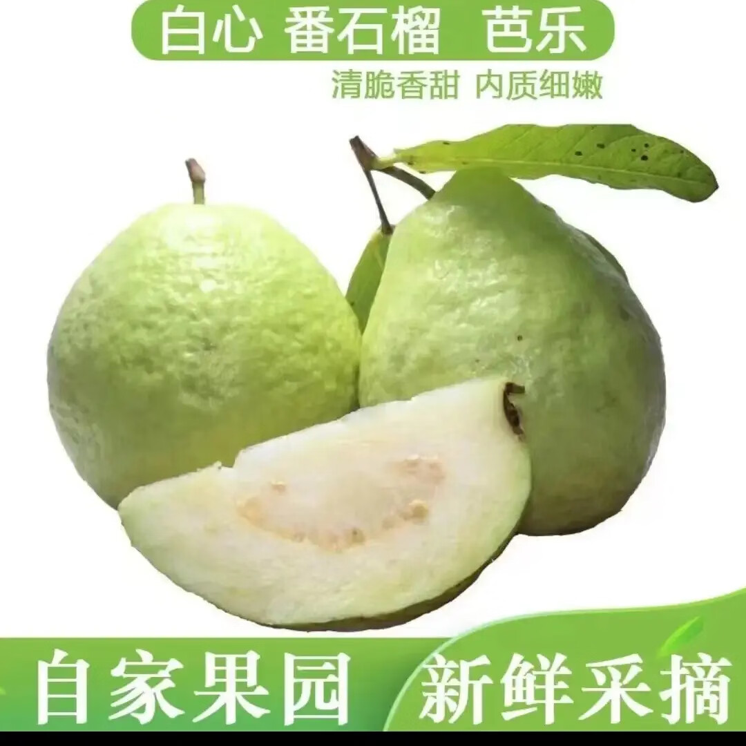 广西白心芭乐番石榴新鲜水果源头直发包邮 5斤白芭乐单果150克净重4.5斤