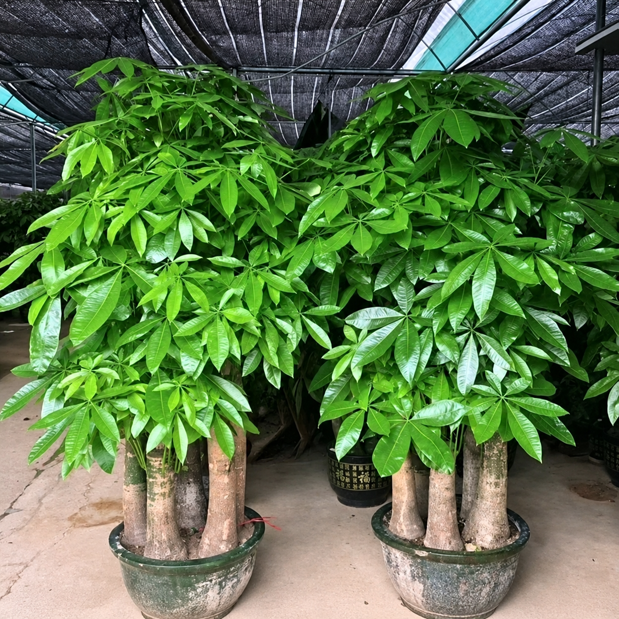 【广州基地直发】2小时达-步步高升三枝发财树大型绿植盆栽 特大-五枝青龙盆 高度约1.7-1.9米,单棵价格 京东折扣/优惠券