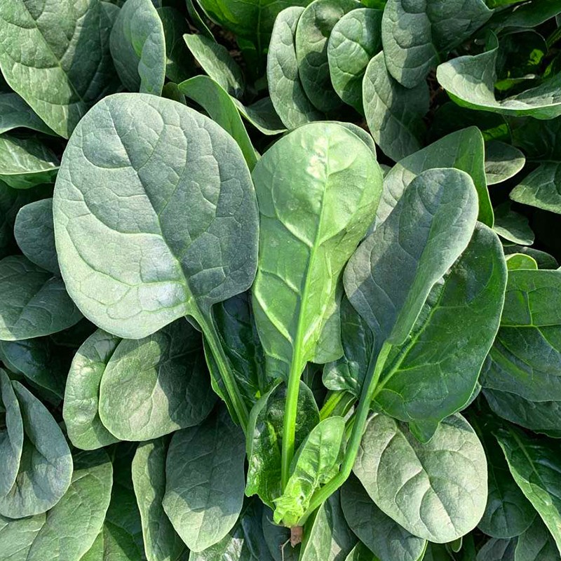 大禹春季蔬菜种子品种大全四季播种家庭种植阳台2月份春天种的菜籽 四