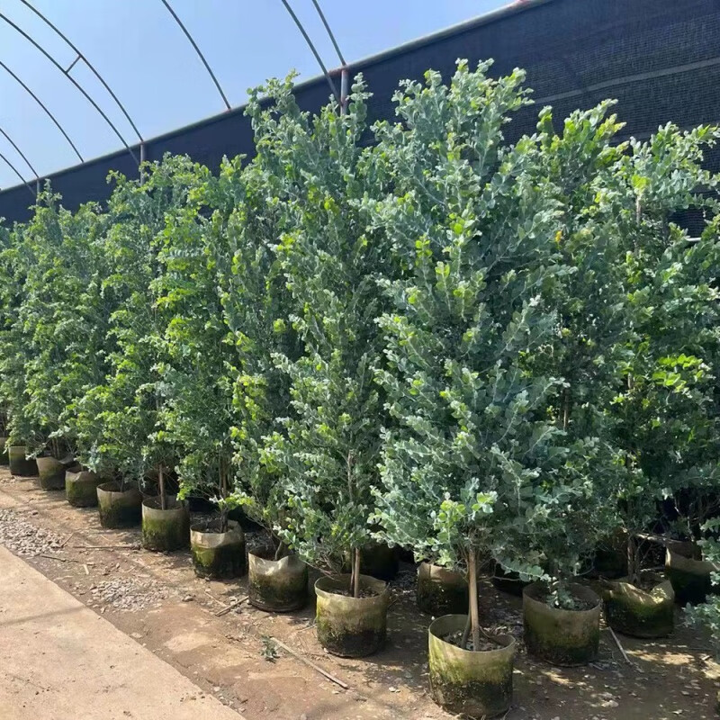 伊美花海银叶金合欢树苗澳洲名贵苗木庭院绿化风景树室内观叶盆栽花卉