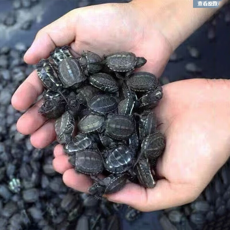 (pucai)3-16厘米大小草龟乌龟活体金线龟外塘龟黑腹墨龟宠物龟中华龟