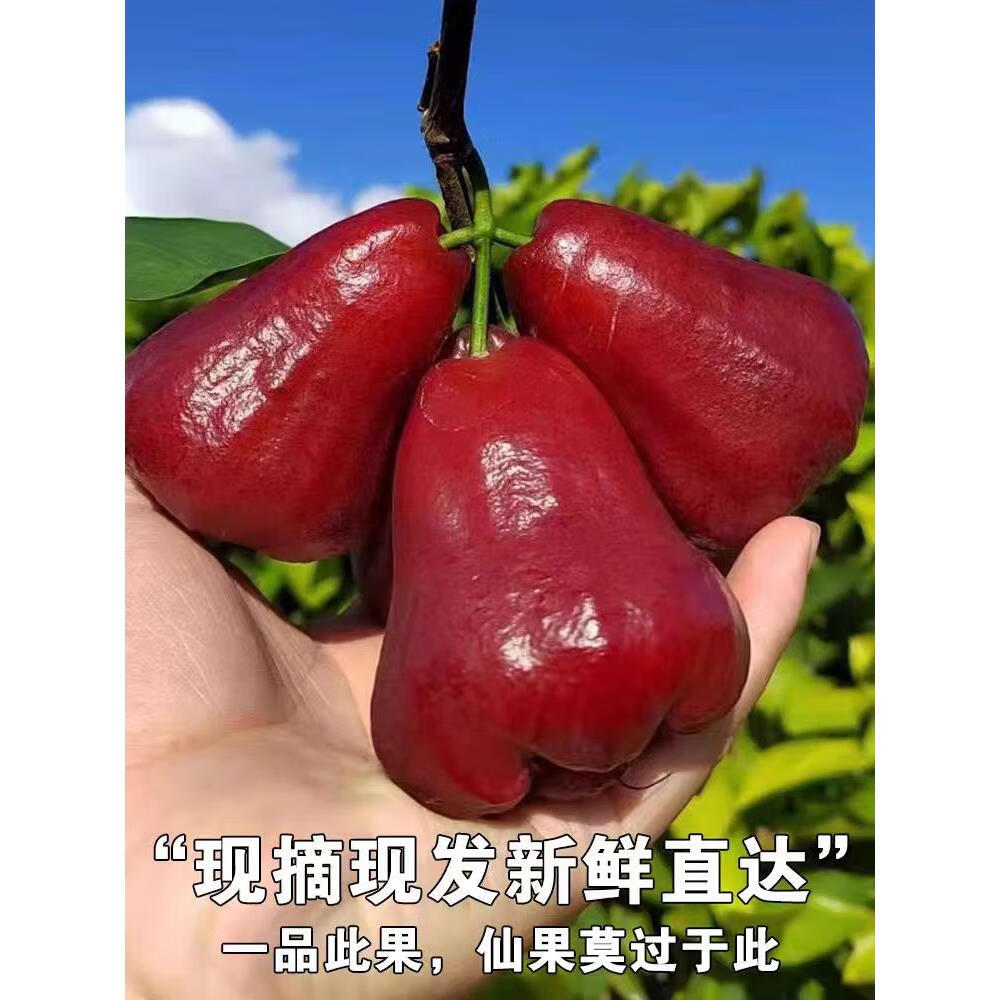 海南莲雾新鲜水果带箱3-5斤三亚特产水果莲雾果黑金刚黑珍珠雾连 1斤