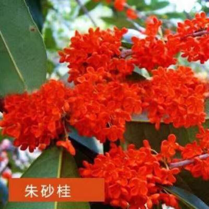 嫁接树苗四季桂大型花卉八月庭院原生金丹天香台阁沉香地盆栽 四季桂 嫁接苗2公分粗