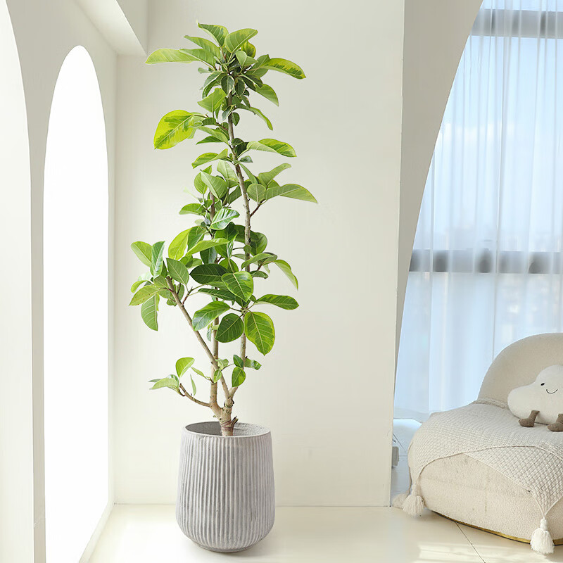 麦桑荷花叶橡皮树盆栽青叶富贵榕办公室客厅花卉植物黄金榕室内大型