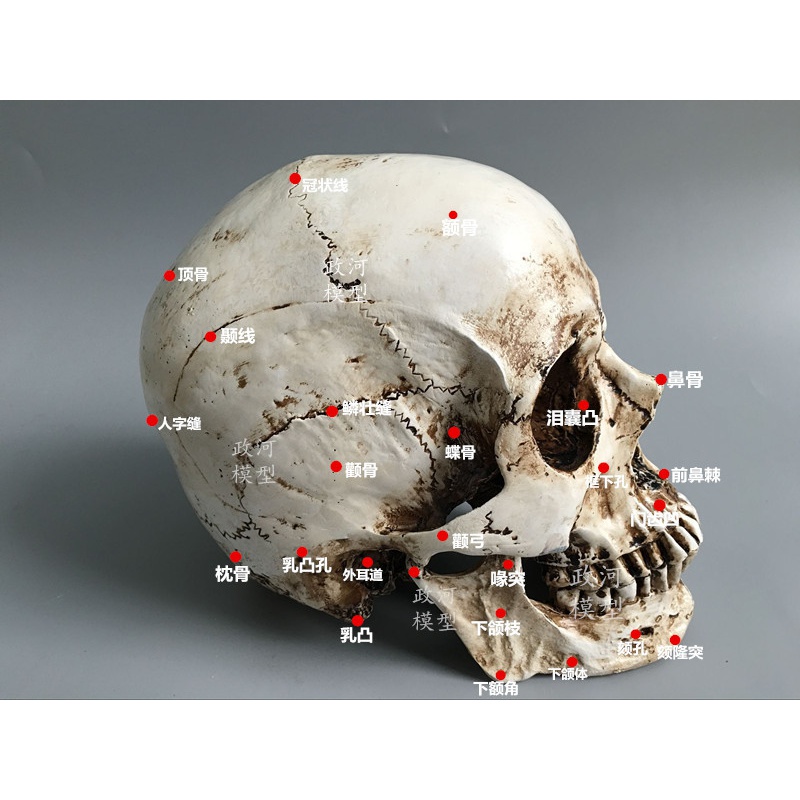 赤槿节珍藏版真1:1人类头骨模型医学头骨树脂骷髅头教具