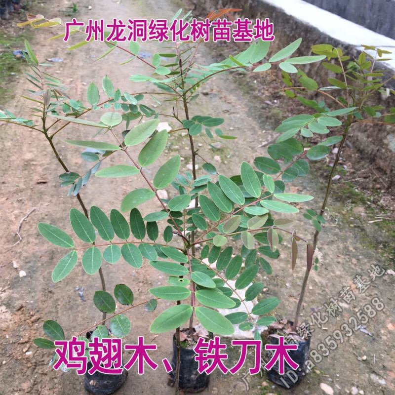 花姬 孟买正宗铁刀木树苗珍贵植物鸡翅木苗庭院绿化木材树种 鸡翅木30