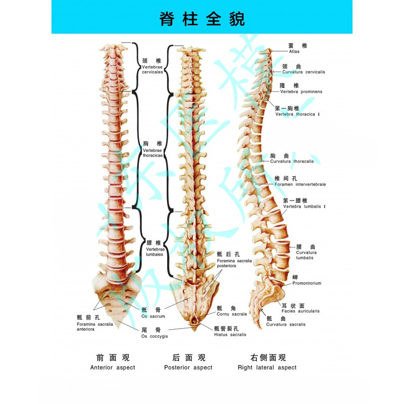 脊柱挂图脊柱相关疾病的脊背触诊诊断示意图 医学挂图 脊柱全貌图 57*