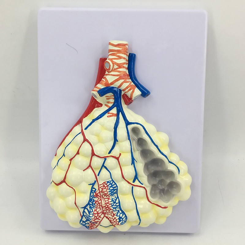段鼻腔支气管肺小叶肺泡医学解剖耳鼻喉科呼吸科医生培训医学教具标本