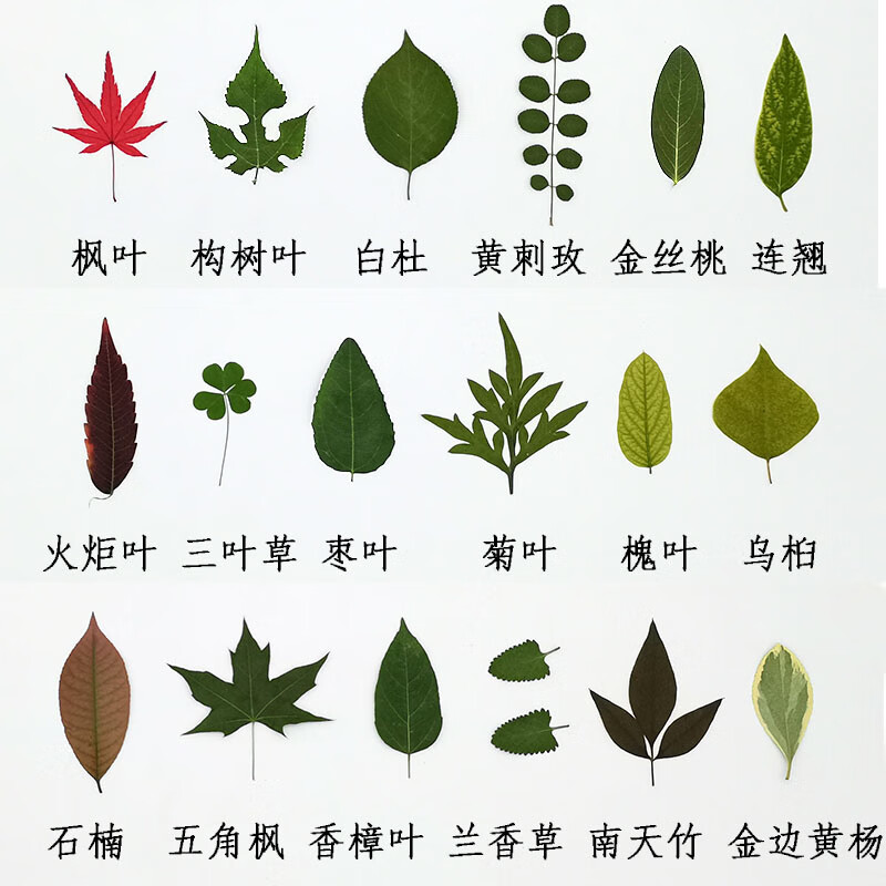 叶子集1包_15种类混装共45片 树叶