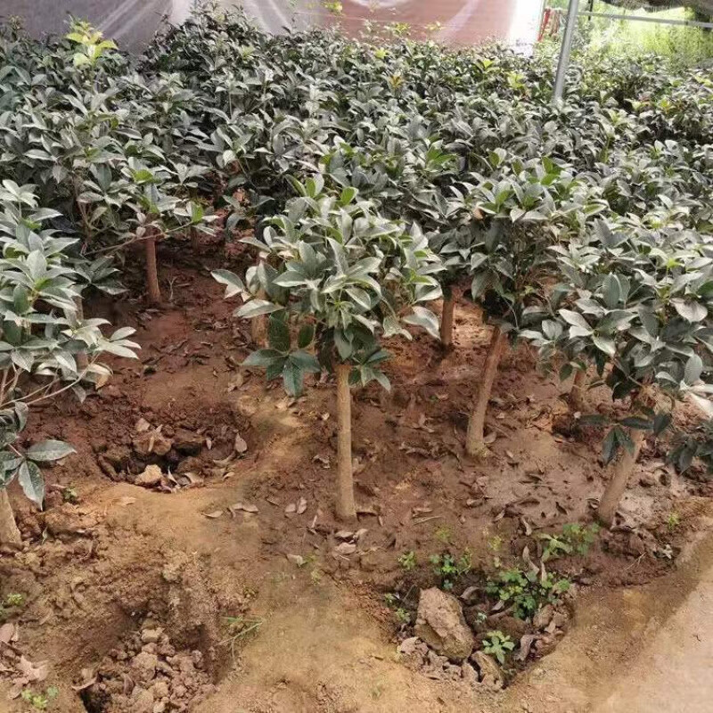 嫁接树苗四季桂大型花卉八月庭院原生金丹天香台阁沉香地盆栽 四季桂 嫁接苗2公分粗