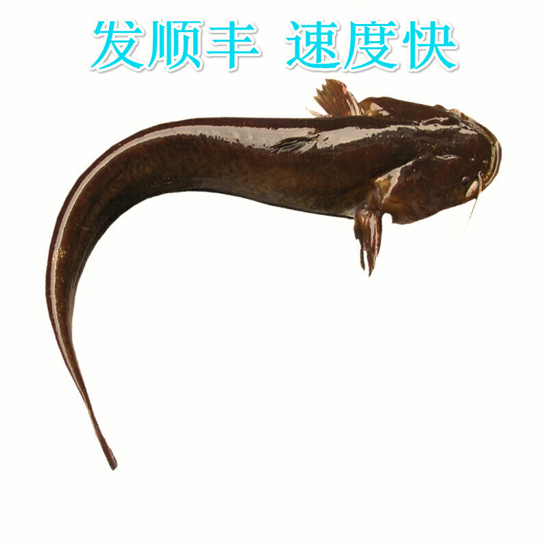 lism发顺丰生态鲶鱼土鲶鱼 胡子鱼渔民自然捕获鲜活鱼现杀 2斤装