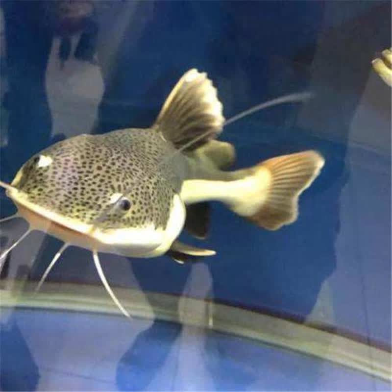 招财猫鱼狗仔鲸鱼活红尾鲶鱼金丝猫鱼大型热带观赏鱼底层鱼包活vakada