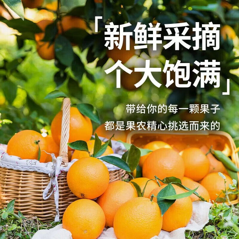 物鲜仙子正宗赣南早橙【多地次日达】新鲜果冻脐橙手剥冰糖橙年货水果礼盒 单果70-80mm+|香甜多汁,日常优选 5斤甄选装净重4.5斤