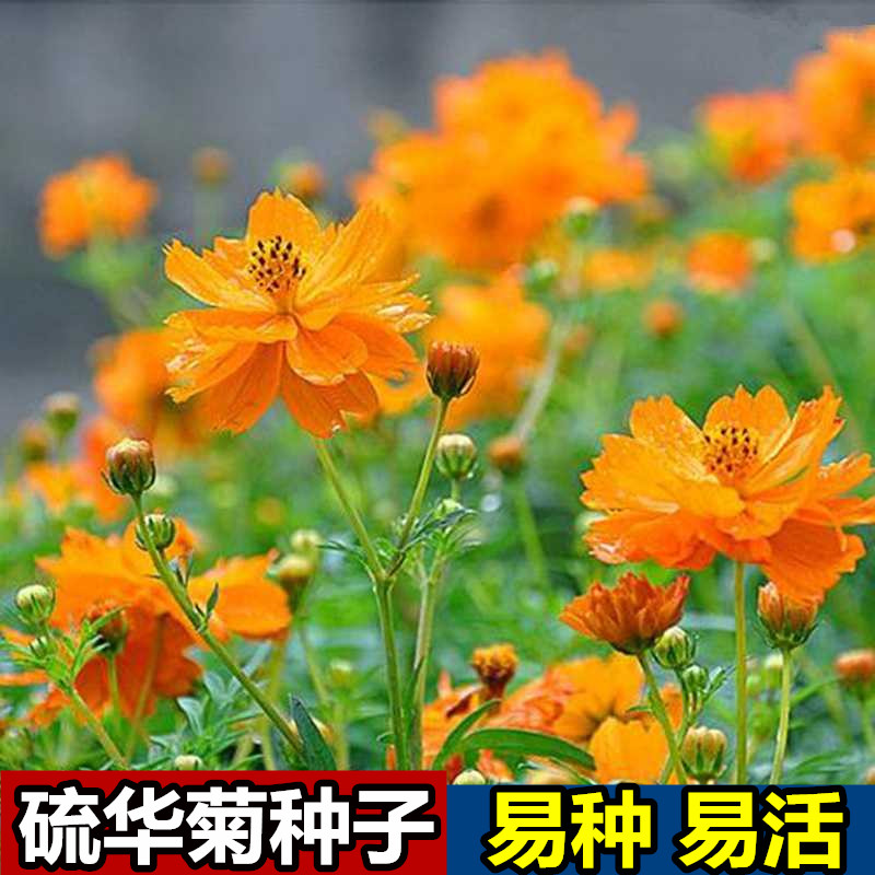 奔奥硫化菊种子黄波斯菊花种子黄秋英花籽黄硫华菊种子四季易种 耐贫