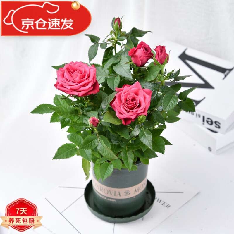 苏艺缘带花苞玫瑰花盆栽 钻石玫瑰四季开花观花室内阳台花卉 一代佳人