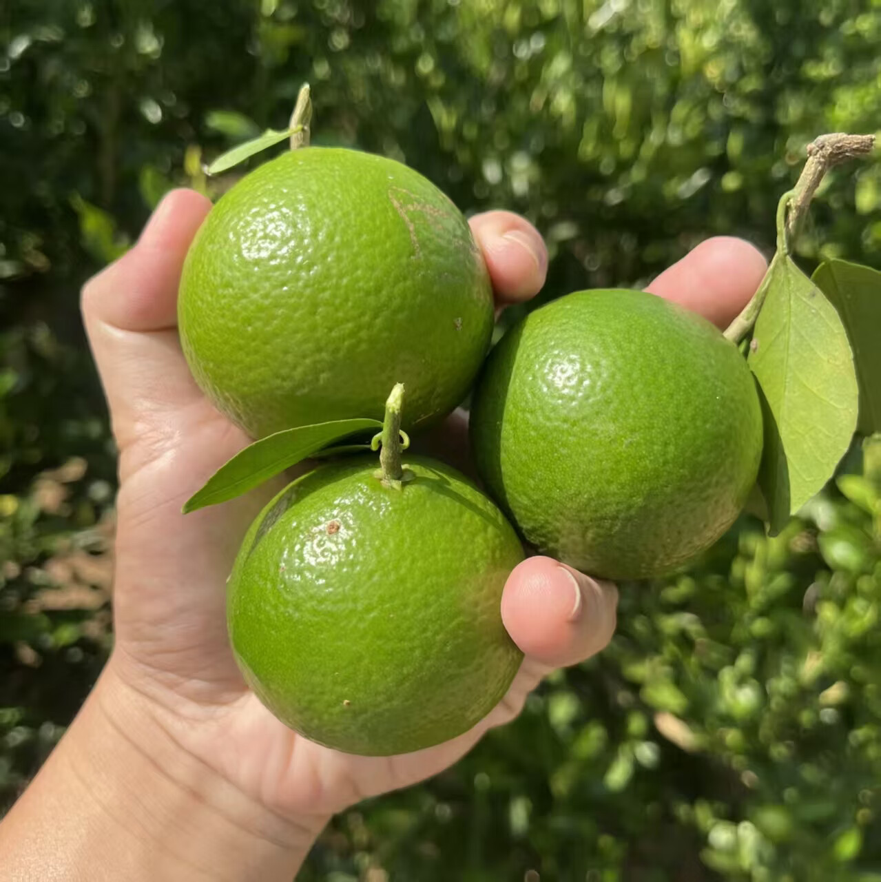 蒲恋正宗广西皇帝柑新鲜应季水果薄皮无渣纯甜橘子 中果带箱5斤【单果60-80mm】