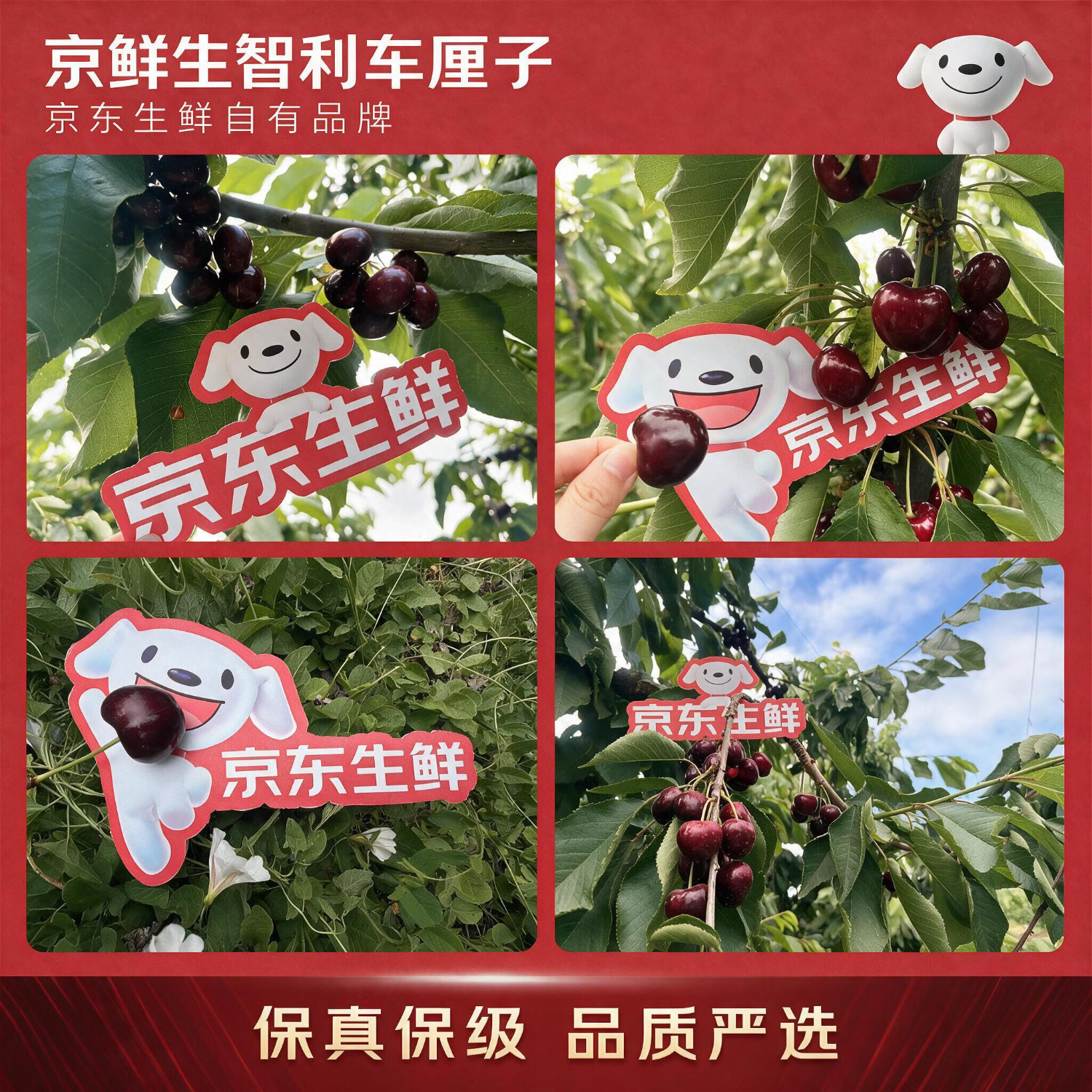 https://img14.360buyimg.com/pop/jfs/t1/551582/33/1581/2361021/6ad76252Fc03a3040/00835dc5dc6cc18c.jpg