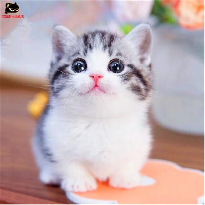 冠聪-纯种活体美短猫-美国短毛虎斑加白活物猫咪-拿破仑矮脚五粉美短
