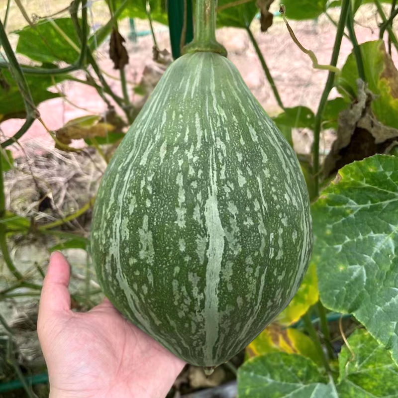 和利农橄榄贵族南瓜种子板栗粉糯香甜南瓜种孑 利农橄榄贵族南瓜10粒