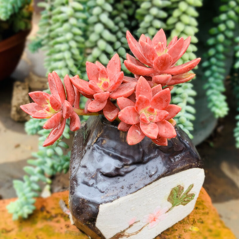耘沫胭果冻布丁多肉植物老桩稀有品种群生肉肉植物盆栽带香味的多肉
