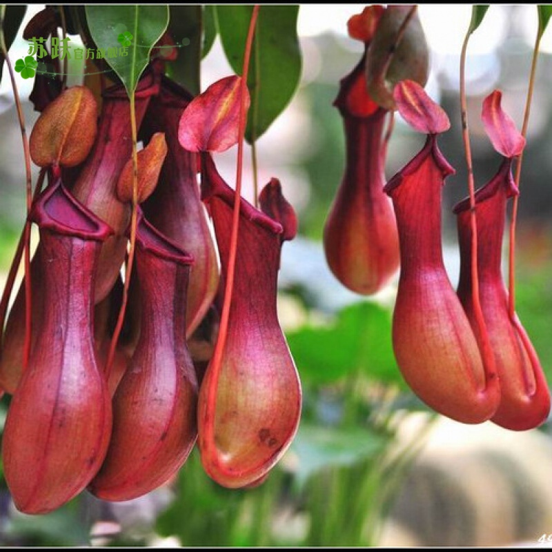 苏跃 猪笼草盆栽捕蝇食虫草室内花卉绿植吃蚊奇趣植物食人花食蚊草