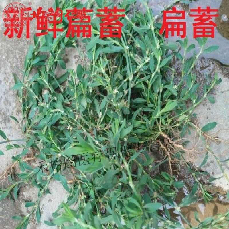 北京同仁堂  新货晒干萹蓄 扁蓄 鸟蓼 扁竹 竹节草 猪牙草50克500克代