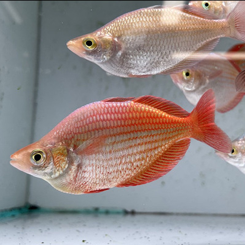 刚果美人鱼水族宠物观赏鱼可混养彩色群游鱼小型可混养热带鱼活体水