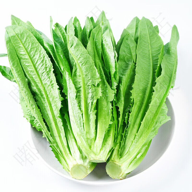 皓谦新鲜油麦菜 香水生菜当季青菜四季农家自种时令蔬菜生鲜 3斤