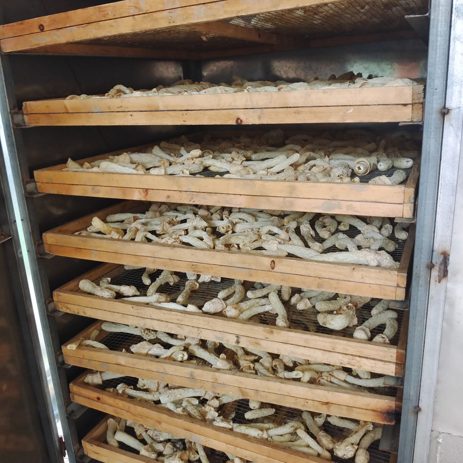 赵露思推荐蜀南竹海嫩竹荪绿色生态无硫 袋装 宴席 礼品 特产菌菇 500克