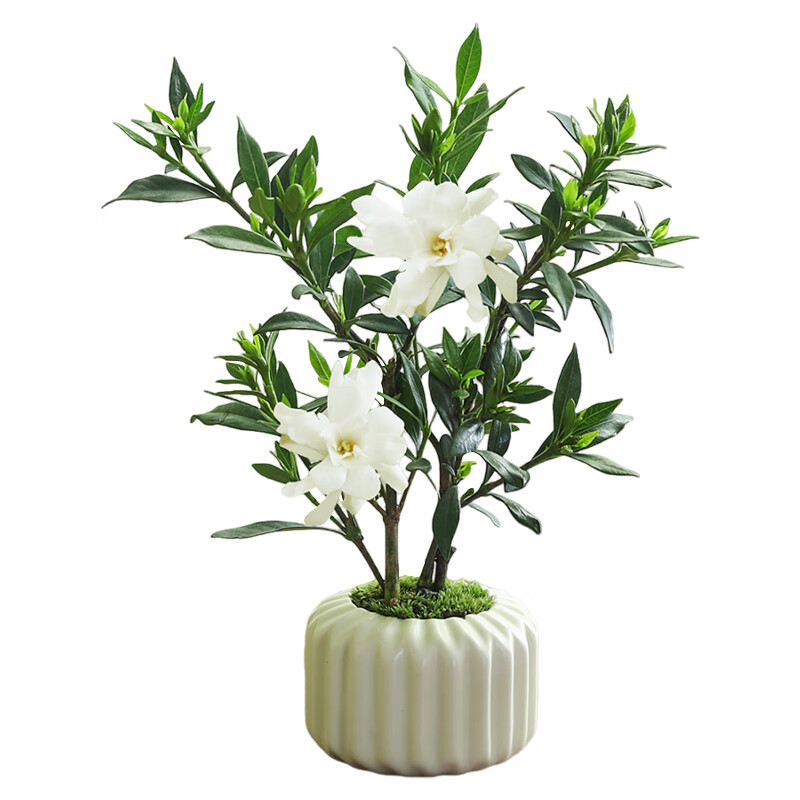 八芽小叶栀子花盆栽开花植物室内桌面茶几好养花卉绿植办公室净化空气 小叶栀子花-陶瓷竖纹盆 带盆栽好