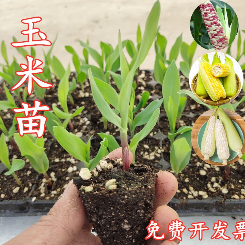 西芝超甜早熟水果玉米苗黑玉米香糯玉米苗彩玉米蔬菜秧苗阳台盆 甜糯玉米苗50颗