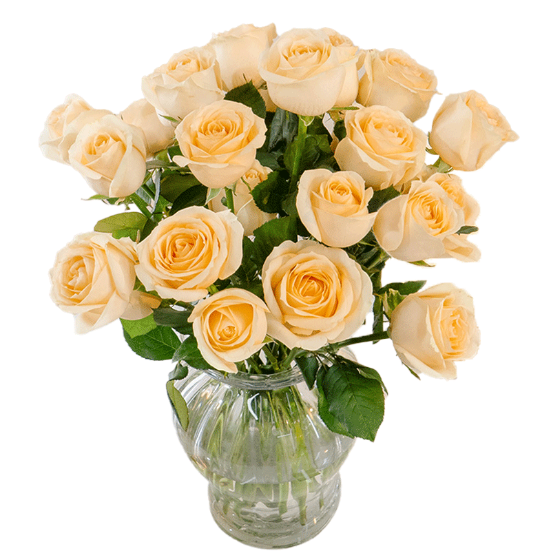 �����ʻ� ����ѩɽõ�� 20֦ ����ɫ15.9Ԫ�����;���ϴ��һ�Σ�
