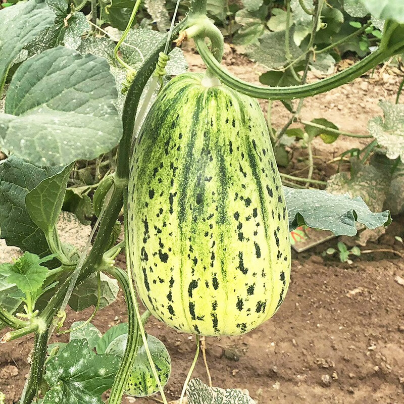 三千苗 羊角蜜甜瓜种子冰糖子博美香瓜种籽大全四季易种薄皮脆甜水果