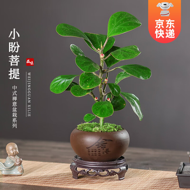 ���ڲ�������ʱ�� С���������ԣ�������������ʽ����ֲ��칫��������С��ֲ�辰 �����+̦޺+���У�2-5�Ź��ӣ� С�����ᣨ��������-����ֲ��