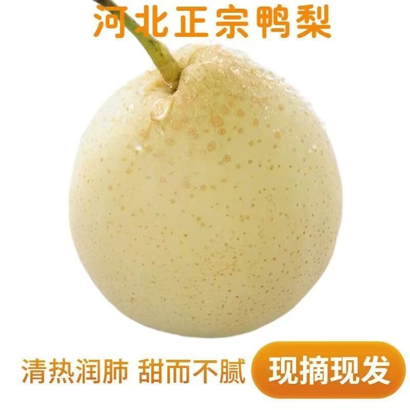 河北鸭梨千年梨乡赵县鸭梨水晶梨应季水果生鲜爆汁补水脆甜多汁 产地直发:带箱5斤(中果装)净重4.5斤