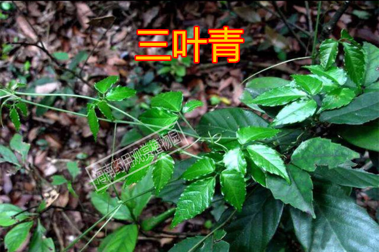 姒桀三叶青金钱吊葫芦名贵中草药材药用物野外生长盆栽种植苗 三叶
