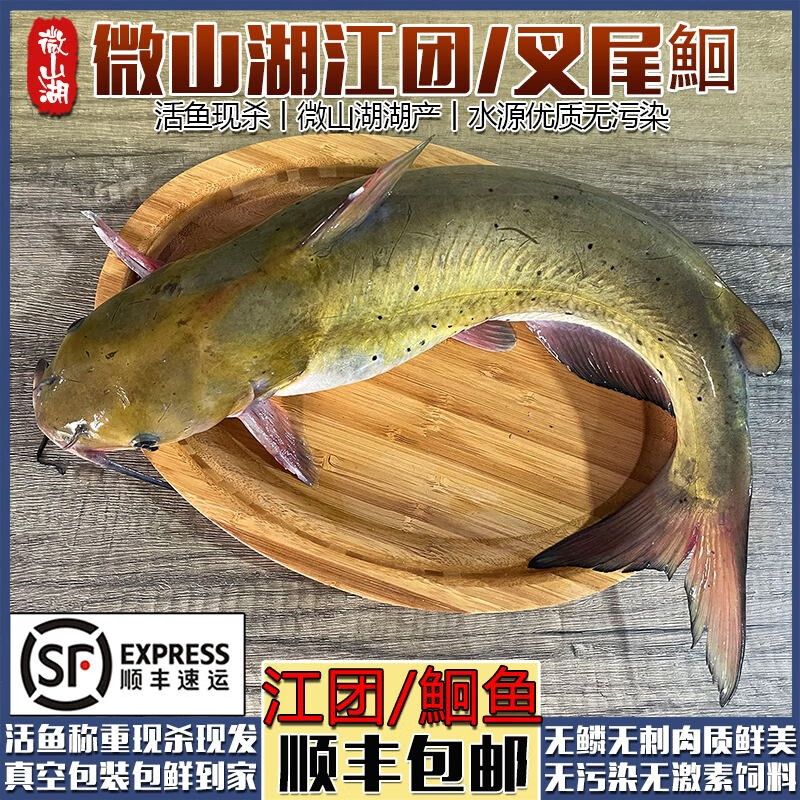 叉尾鮰鱼江团酸菜鱼烤鱼无刺土鲶鱼长吻鮠 默认开背净膛(杀好损耗15%)