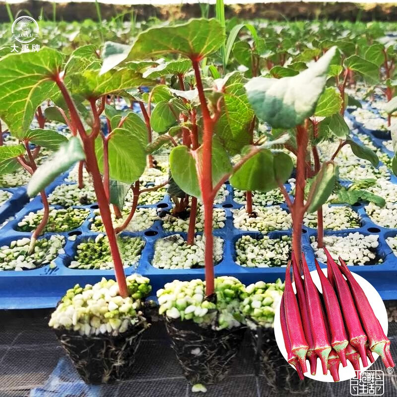 大禹 水果秋葵种子苗秧苗春季蔬菜苗阳台盆栽蔬菜种籽 红秋葵苗 12棵