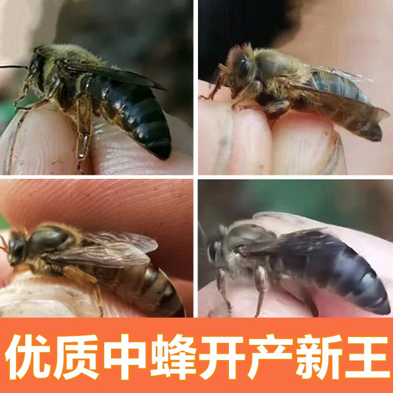 阿坝王双色王广东本地高产王开产王处女王新王优质中蜂种蜂王活体
